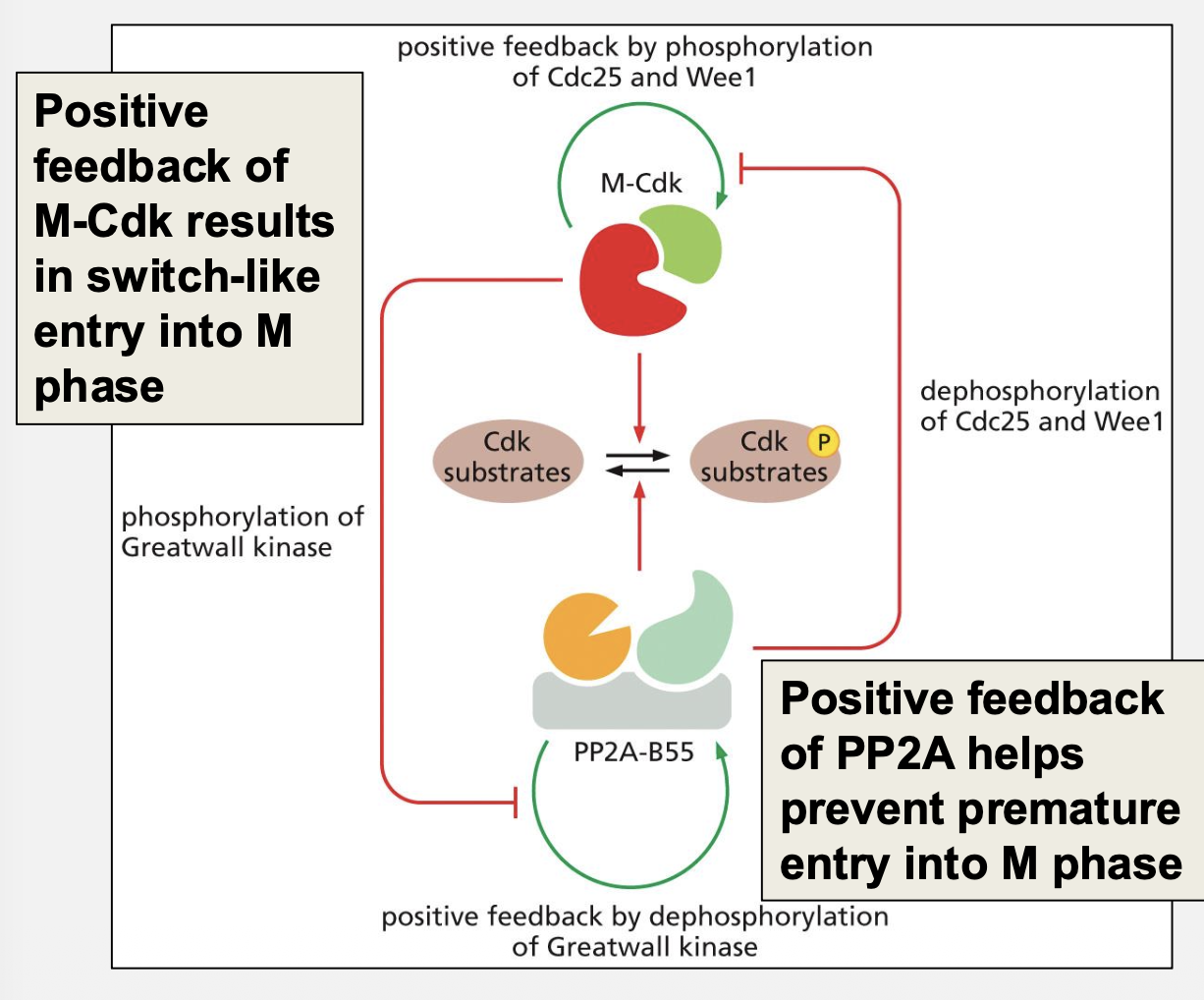 <p>What role does PP2A play?</p>
