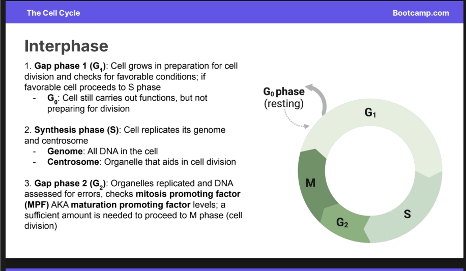 <p><strong>1. Gap phase 1 (G1):</strong> Cell grows in preparation for cell division and checks for favorable conditions; if favorable cell proceeds to S phase</p><p></p><p>G0 can also happen at this point</p>