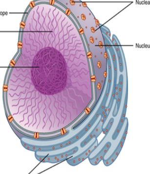 <p>Nucleolus</p>