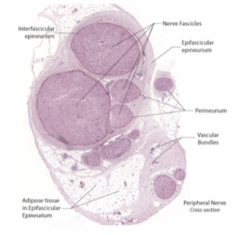 <p>Covers of Typical Peripheral Nerves </p>