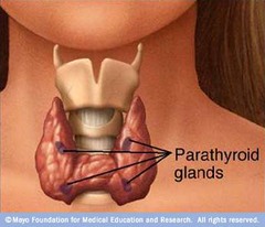 <p>four small glands that are embedded in the posterior aspect of the thyroid</p><p>PTH(Parathyroid hormone)- targets bone and kidneys, raises blood calcium</p>