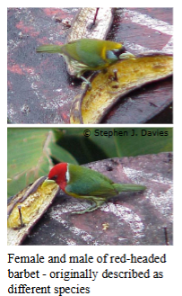 <p><span style="background-color: transparent;">"If it looks like a duck, walks like a duck, and quacks like a duck, it must be a duck."</span></p><p>Pros:</p><ul><li><p>Allows easy classification based on a single specimen</p></li><li><p>Practical utility in taxonomy and biodiversity surveys</p></li></ul><p>Cons:</p><ul><li><p>Differences are often deceptive </p></li><li><p>Intraspecific polymorphisms and polyphenisms</p></li><li><p>Sexual dimorphism</p></li></ul><p></p>