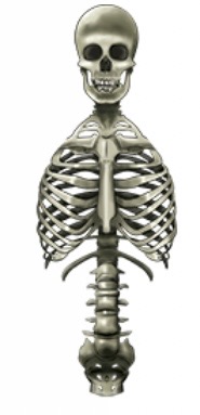 <p>Axial Portion</p>
