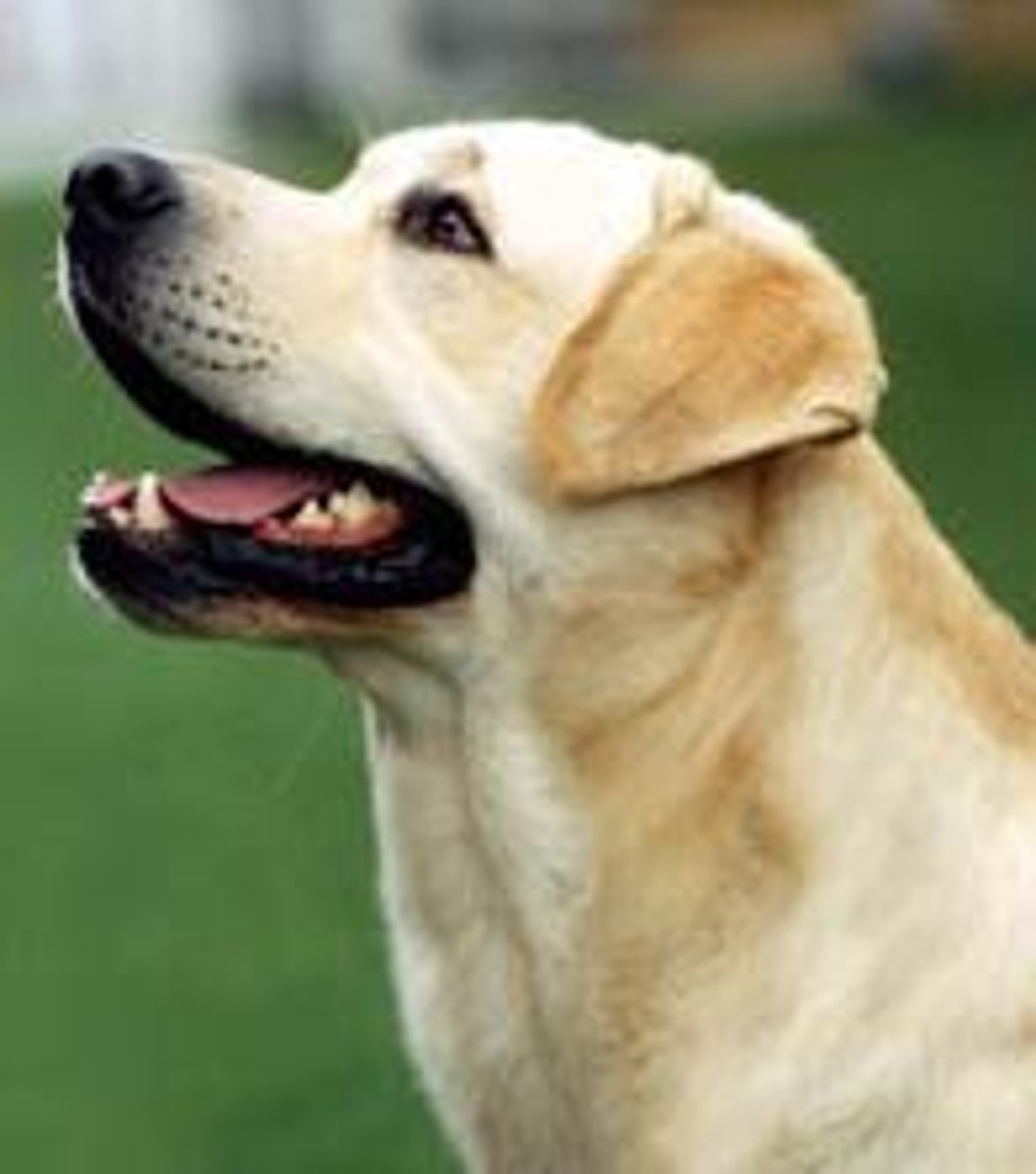 <p>dog</p>