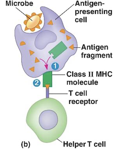 <ul><li><p>Found on professional antigen presenting cells </p></li><li><p>Ex: <span>Dendritic cells, Macrophages, B cells, other specialized cells</span></p></li></ul><p></p>