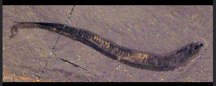 <ul><li><p>middle cambrian</p></li></ul><p></p>