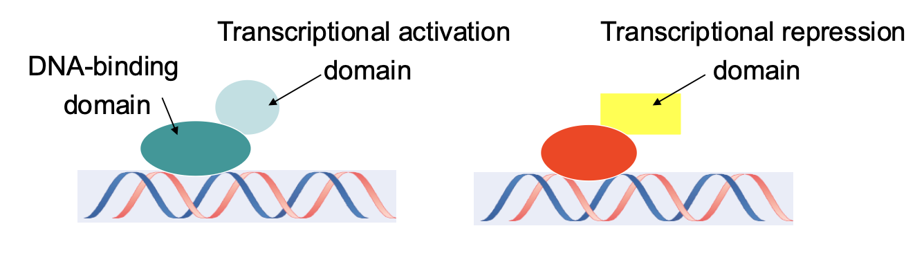 <p>TFs contain DNA-binding domains & transcriptional regulation domains</p><p class="p1">Some have activation domains and others have repression domains</p><p class="p1">Some have domains to interact with other TFs</p><p class="p1">TFs are grouped into families on the basis of their DNA-binding domains</p>