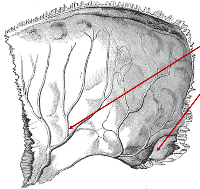 <p>name these features of the right partietal?</p>