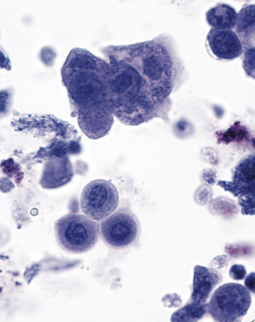 <p>What type of cells are these?</p>