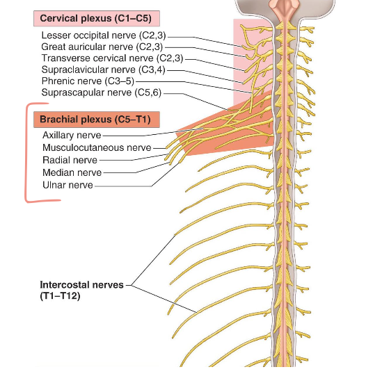 <p>Intercoastal nerves - thoracic region</p>