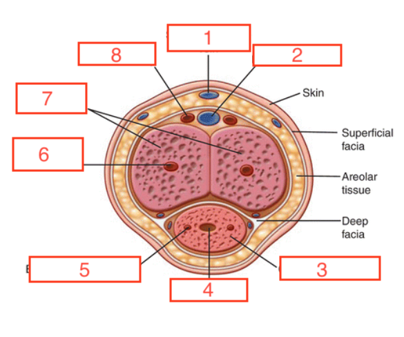 <p>5</p>