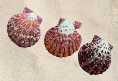 <p>no local name</p>