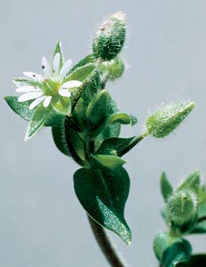<p>Identify the weed</p>