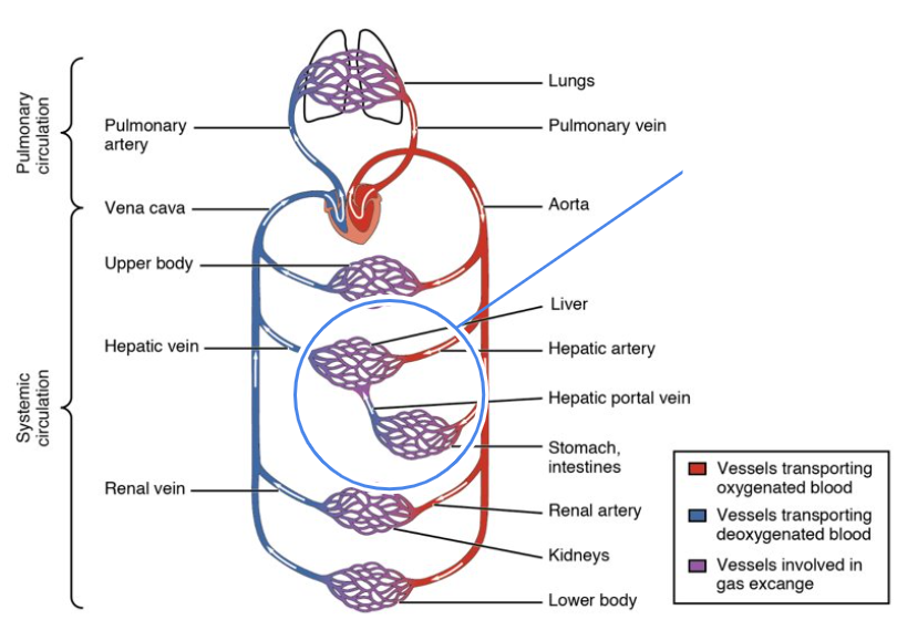 <p>makes it so that liver can filter blood coming from the digestive tract </p>
