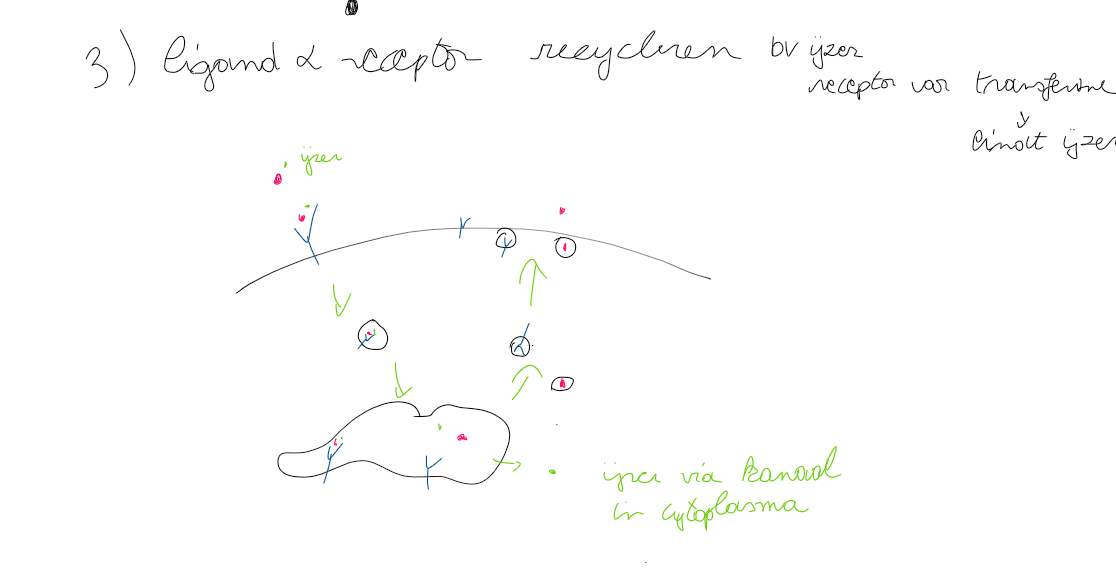 <p>vb transferrine</p><p>passeert enkel vroeg endosomaal complex</p>