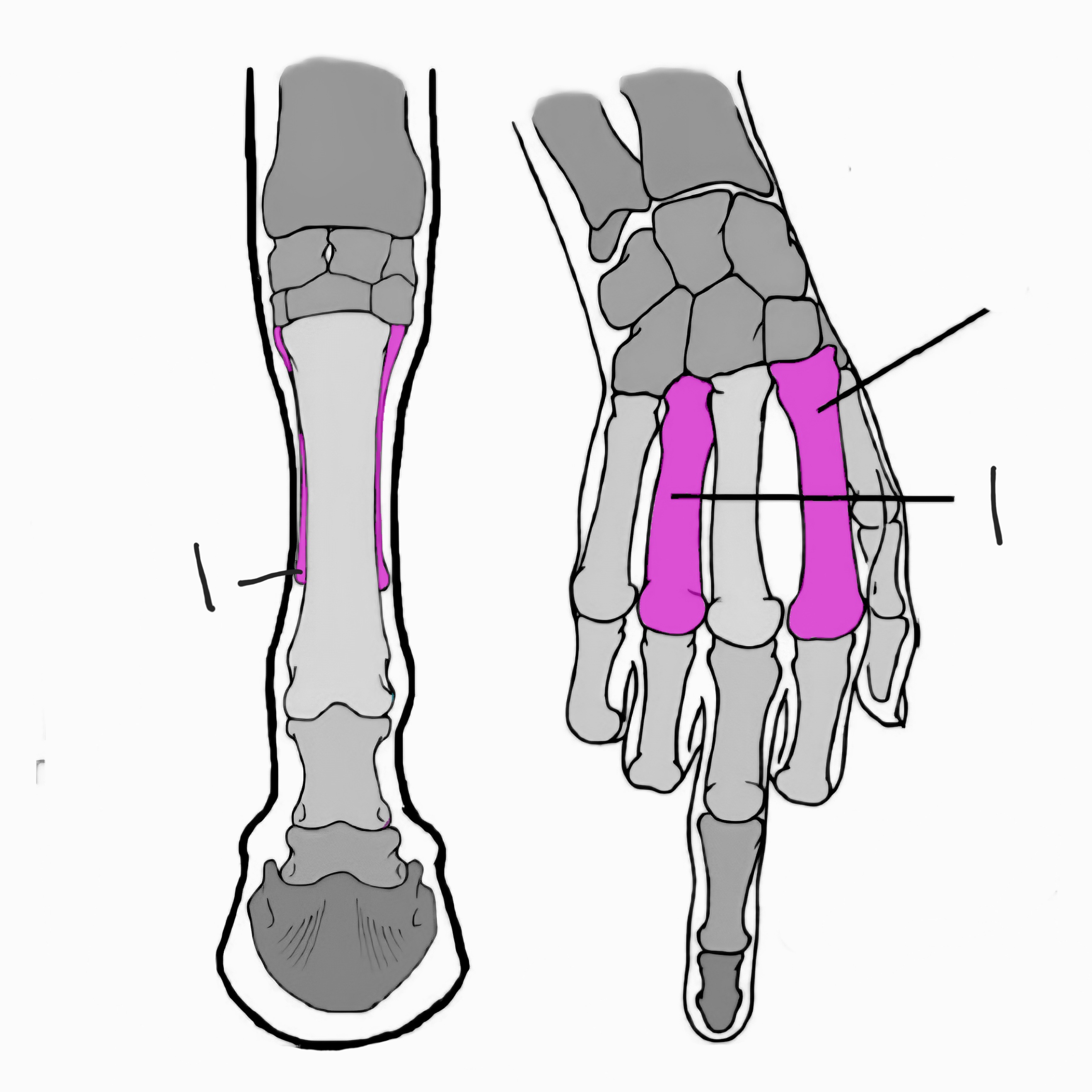 <p>what is this bone called?</p>