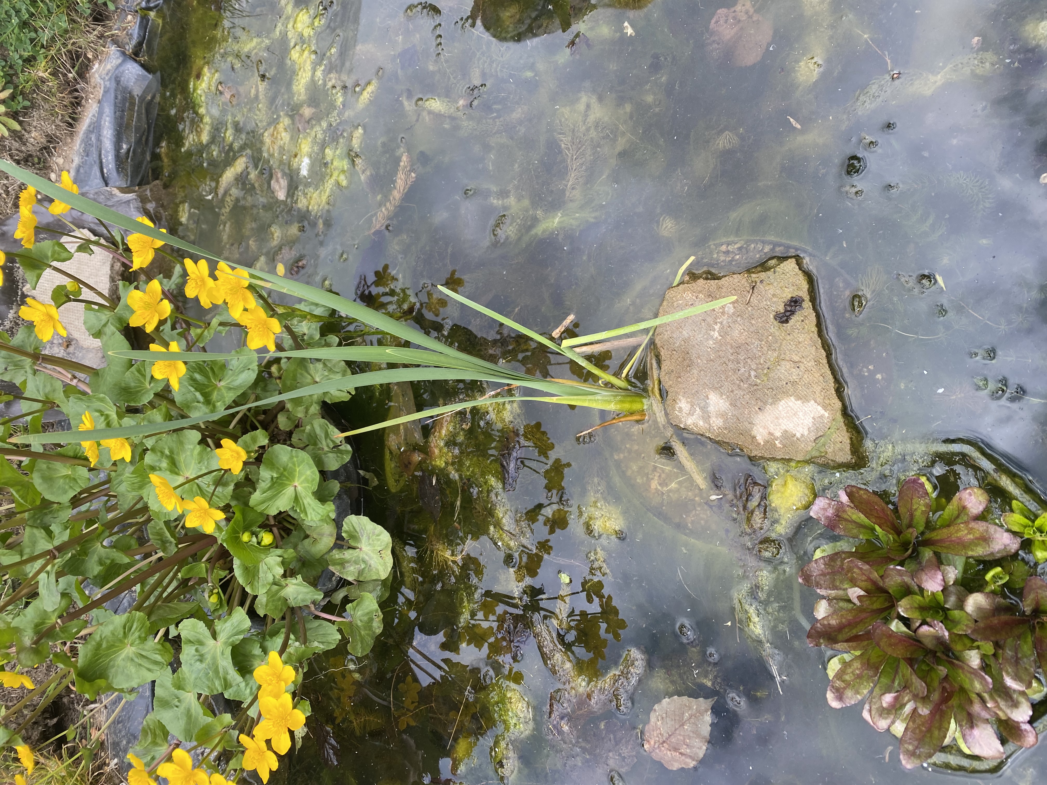 <p>Lesser bulrush Latin name</p>