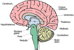 <p>patterns of brain activity</p>
