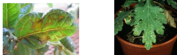 <p>can be tiny bug too</p>
