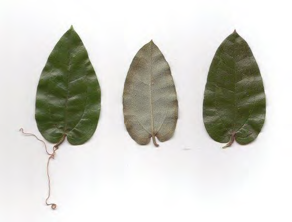 <p>•</p><p>Smilacaceae</p><p>•</p><p>Key Characters:</p><p>•</p><p>Vine (doesn’t climb)</p><p>•</p><p>No thorns</p><p>•</p><p>Tomentose leaf undersides</p>