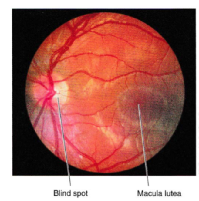 <p>Hvad er den blinde plet, discus nervi optici?</p>