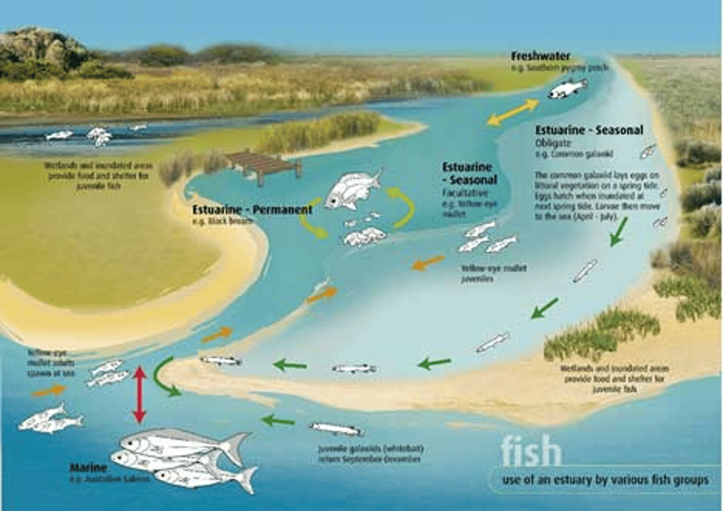 <p>Estuaries- meeting place river of ocean creating a rich habitat full of life. most productive ecosystem on Earth.</p>