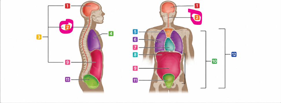 <p>The space inside the spine that contains and protects the spinal cord</p>