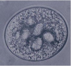 <p>Pig is reservoir, can be found in other animals and humans (zoonotic).</p>