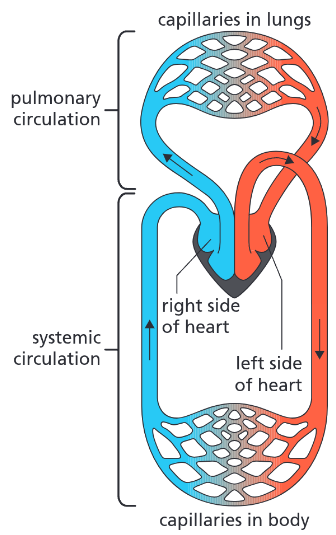 <p>Explain a double circulatory system.</p>