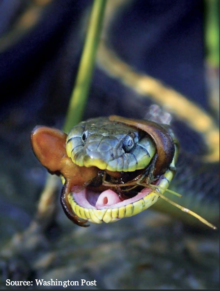 <p><span style="color: rgb(251, 243, 243);">Predator-prey Co-evolution: Toxins and resistance </span></p><p><span style="color: rgb(246, 245, 245);">Rough skinned Newt defence:</span></p><ul><li><p><span style="color: rgb(246, 245, 245);">Produce tetrodotoxin (TTX), one of the most potent natural toxins</span></p></li><li><p><span style="color: rgb(246, 245, 245);">Blocks sodium channels and causes paralysis or death<br></span></p></li></ul><p><span style="color: rgb(246, 245, 245);">Garter Snake Counter-Adaptation</span></p><ul><li><p><span style="color: rgb(246, 245, 245);">Genetic resistance to TTX</span></p></li><li><p><span style="color: rgb(246, 245, 245);">Modified Na+ channels allow consumption of toxic newts</span></p></li></ul><p></p><p><span style="color: rgb(246, 245, 245);">Arms race:</span></p><ul><li><p><span style="color: rgb(246, 245, 245);">Newts evolve higher TOXIN levels</span></p></li><li><p><span style="color: rgb(246, 245, 245);">Snakes evolve greater toxin RESISTENCE</span></p></li><li><p><span style="color: rgb(246, 245, 245);">Trade-offs constrain ESCALATION</span></p></li><li><p><span style="color: rgb(246, 245, 245);">Resistance reduces snake SPEED</span></p></li><li><p><span style="color: rgb(246, 245, 245);">Toxin production is energetically COSTLY</span></p></li></ul><p></p>