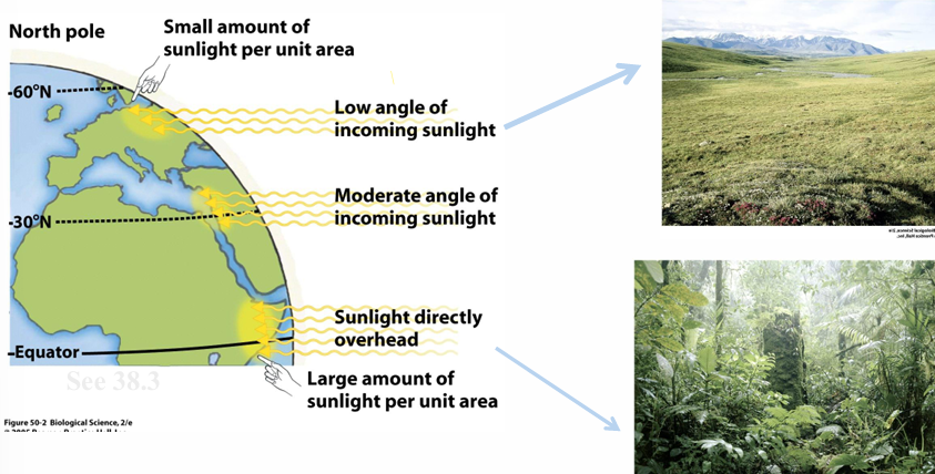 <p>tropics get more <strong>direct</strong> UV radiation (sun light) </p><ul><li><p>↑ sun → ↑ temp </p></li></ul><p></p>