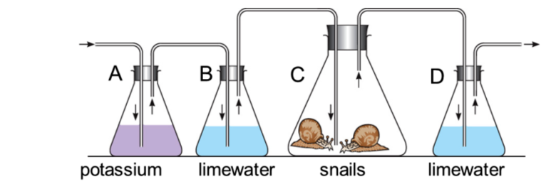 <p>Explain the potassium hydroxide experiment.</p><p>few key qns to keep in mind</p><p>what would the limewater in B and D look like? Why is the potassium hydroxide there? </p>