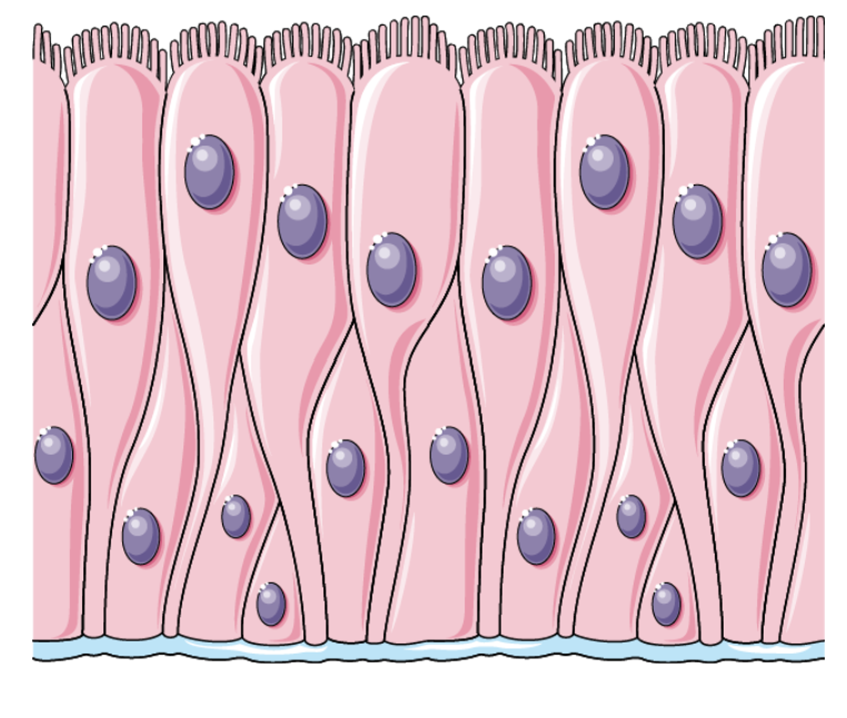 <p>Single layer of cells that appears to be stratified due to the varying heights of the cells and placement of their nuclei</p><p>.</p><ul><li><p>Allows for secretion, forms protective linings</p></li></ul><ul><li><p>Usually contains CILIA and GOBLET CELLS</p></li></ul><p></p>