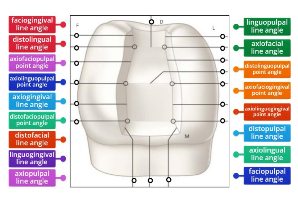 <p>Initial stage </p><ol><li><p>enter with tapered fissure bur to depth:</p></li></ol><p>— 0.5 mm inside DEJ (enamel)</p><p>— 0.75 mm in cementum (root)</p><ol start="2"><li><p>follow facial surface curvature → convex axial wall </p></li><li><p>Margins extended to sound tooth structure </p></li><li><p>external walls perpendicular to the surface and parallel to enamel rods </p></li></ol><p></p><p>Final tooth preparation </p><ol start="5"><li><p>Remove infected dentin </p></li><li><p>apply liner/base only is needed </p></li><li><p>prepare retention grooves:</p></li></ol><p>— along gingivo axial and inciso axial line angles </p><p>— 0.25mm deep, 0.2 mm inside DEJ (or root)</p><p></p>