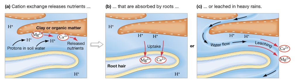 <p>What is cation exchange and why is it important?</p>