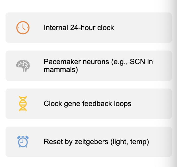 <p>ex: drosphila locomotor rhythm, human sleep-wake cycle, honeybee foraging timing </p>
