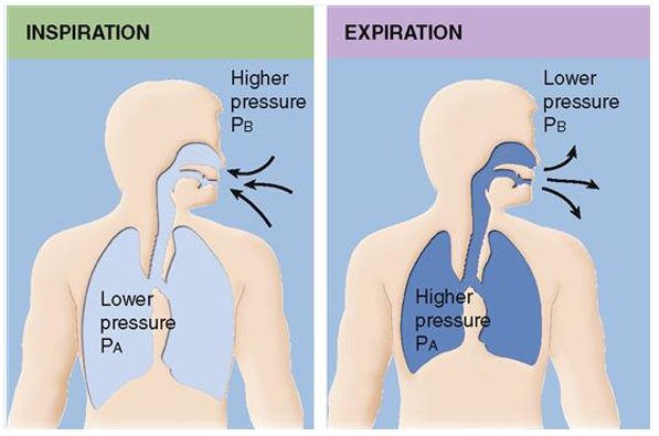 <p>Mixture of gas molecules whose movement is dependent on atmospheric pressure gradients.</p><ul><li><p>Gas molecules move from areas of high pressure to areas of low pressure</p><ul><li><p>The body is a low-pressure system compared to the external air</p><ul><li><p>Air is constantly being pulled in</p></li></ul></li></ul></li><li><p>Pressure gradients drive the movement of air molecules during inspiration and expiration</p></li></ul><p></p>