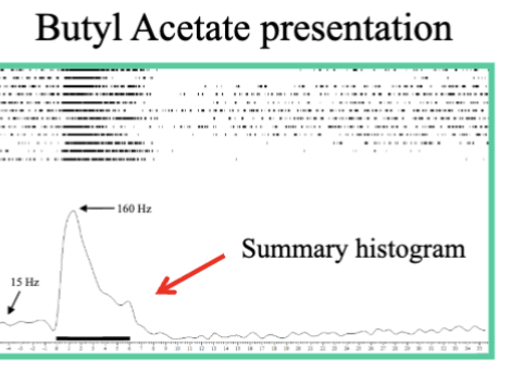 <p>breakdown of Raster plot </p>