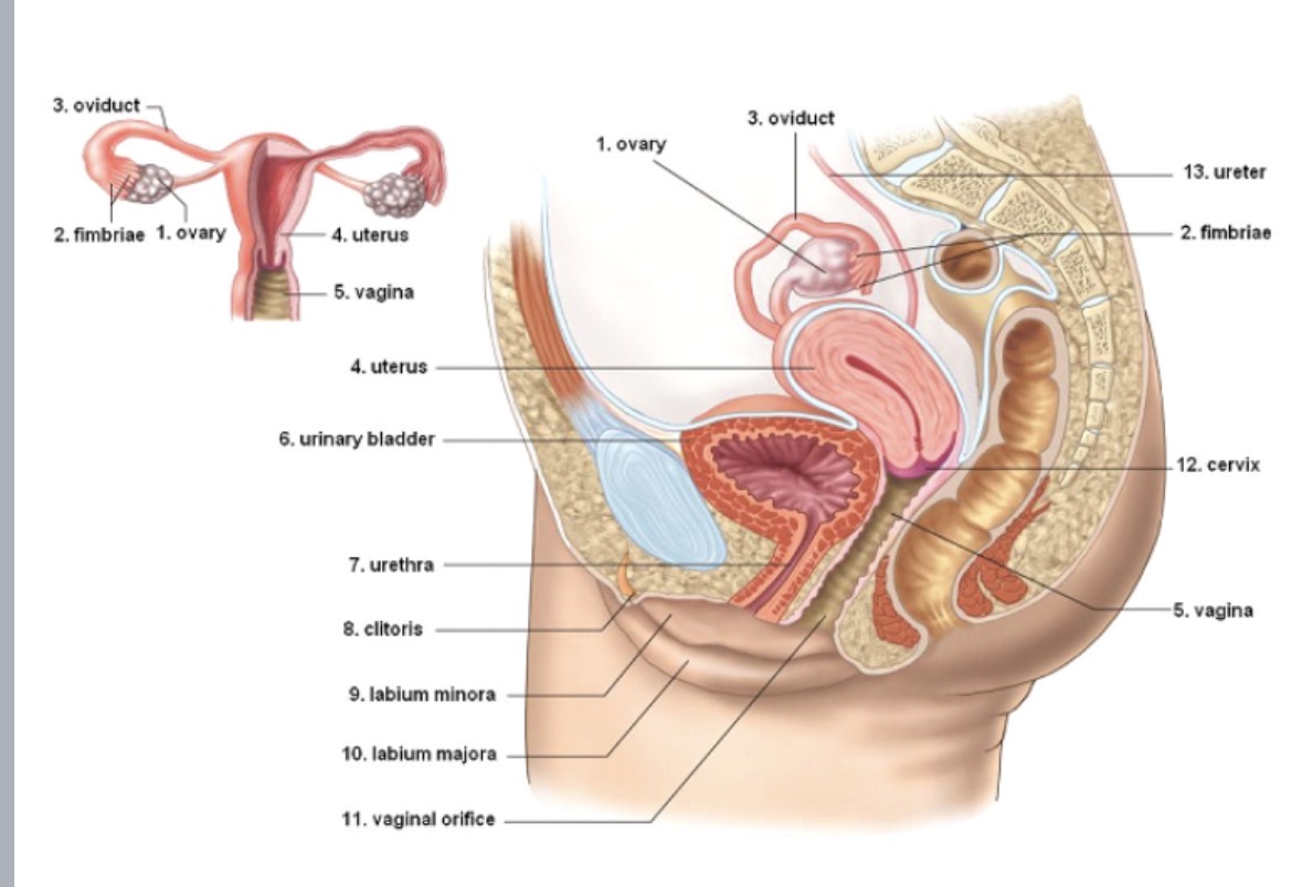 <p><strong>protective flaps </strong>of skin on either side of vaginal opening</p><p>majora: homologous to male scrotum</p><p>minora: homologous to male urethra and penile tissue</p><p>vulva</p>