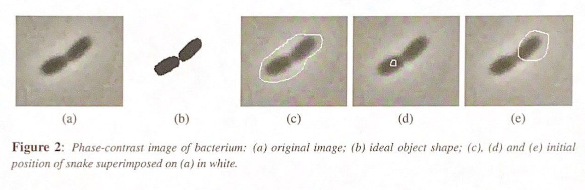 <p>Suppose we do want to split the shape of the bacteria in two. What feature must we add to most standard snake algorithms to achieve this?</p>