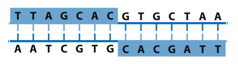 <p>it’s a sequence that is the same forwards and backwards (on opposite strands) → can form hairpins and cruciforms </p>