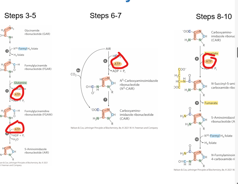 <p>What is the relevence of energy in relation to the purine synthesis pathways?</p>