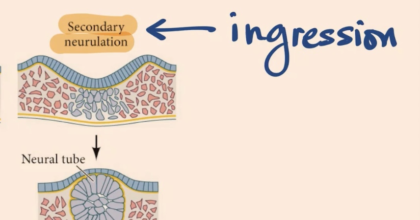 <p>Where the neural plate is not folded and then goes as a tube → but there are cells in the ectoderm that are going to ingress → experience epithelial to mesenchymal transition → and now here, a part of these cells that derive from this layer (top blue) </p>