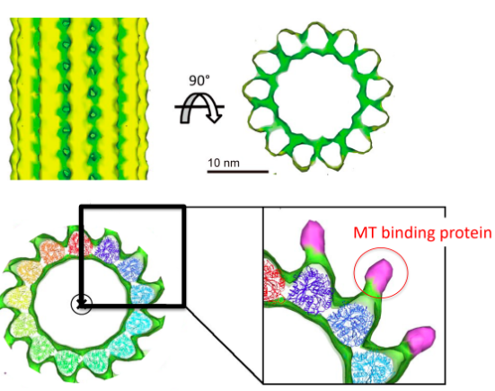 <p><strong>Cryo-EM</strong>: proteins = frozen in liquid nitrogen vapor </p><ul><li><p>2D snapshots in electron microscope </p></li></ul><p></p>