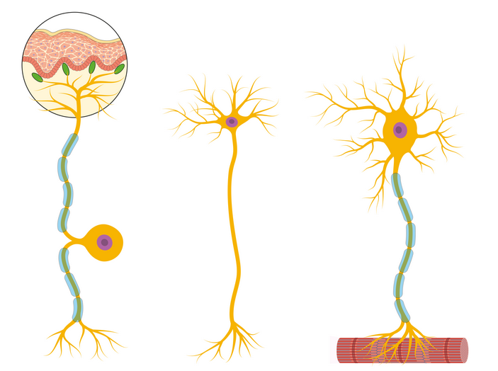 <p>left to right, name</p>