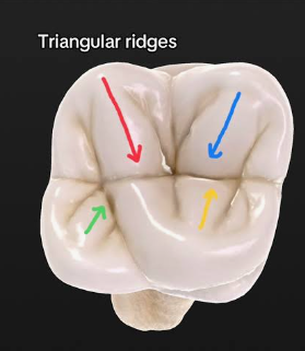 <p>descend from <u>cusp tips</u> of molars/<u>premolars</u> toward central part of occlusal surfaces</p>