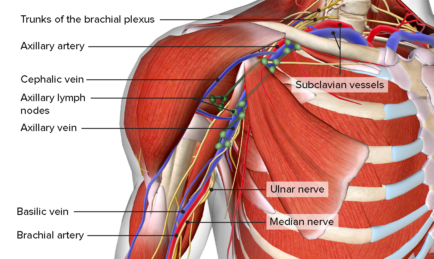<p>In the armpit, axillary artery </p>