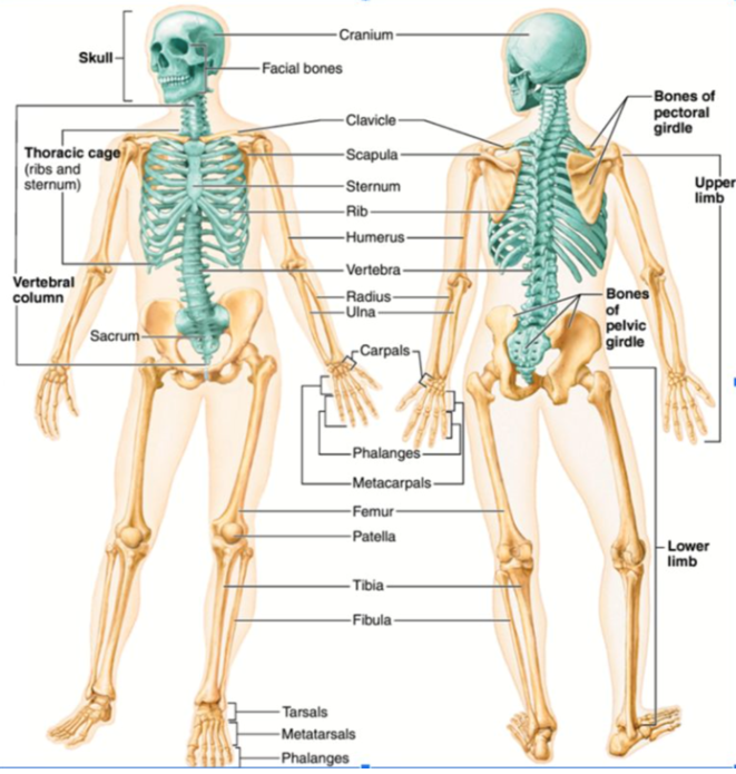 <table style="min-width: 50px;"><colgroup><col style="min-width: 25px;"><col style="min-width: 25px;"></colgroup><tbody><tr><th colspan="1" rowspan="1"><p>Bone / Bone Group</p></th><th colspan="1" rowspan="1"><p>Location in the Body</p></th></tr><tr><td colspan="1" rowspan="1"><p>Cranium</p></td><td colspan="1" rowspan="1"><p>Upper part of the skull; protects the brain</p></td></tr><tr><td colspan="1" rowspan="1"><p>Facial bones</p></td><td colspan="1" rowspan="1"><p>Front of the skull; form the face</p></td></tr><tr><td colspan="1" rowspan="1"><p>Clavicle</p></td><td colspan="1" rowspan="1"><p>Collarbone; between the breastbone and shoulder</p></td></tr><tr><td colspan="1" rowspan="1"><p>Scapula</p></td><td colspan="1" rowspan="1"><p>Shoulder blade; upper back</p></td></tr><tr><td colspan="1" rowspan="1"><p>Sternum</p></td><td colspan="1" rowspan="1"><p>Breastbone; center of the chest</p></td></tr><tr><td colspan="1" rowspan="1"><p>Ribs</p></td><td colspan="1" rowspan="1"><p>Surround the chest and protect the heart and lungs</p></td></tr><tr><td colspan="1" rowspan="1"><p>Vertebrae</p></td><td colspan="1" rowspan="1"><p>Individual bones of the spine</p></td></tr><tr><td colspan="1" rowspan="1"><p>Vertebral column</p></td><td colspan="1" rowspan="1"><p>Entire backbone/spine running from neck to pelvis</p></td></tr><tr><td colspan="1" rowspan="1"><p>Sacrum</p></td><td colspan="1" rowspan="1"><p>Triangular bone at the base of the spine, between the hips</p></td></tr><tr><td colspan="1" rowspan="1"><p>Humerus</p></td><td colspan="1" rowspan="1"><p>Upper arm bone (shoulder to elbow)</p></td></tr><tr><td colspan="1" rowspan="1"><p>Radius</p></td><td colspan="1" rowspan="1"><p>Forearm bone on the thumb side</p></td></tr><tr><td colspan="1" rowspan="1"><p>Ulna</p></td><td colspan="1" rowspan="1"><p>Forearm bone on the little-finger side</p></td></tr><tr><td colspan="1" rowspan="1"><p>Carpals</p></td><td colspan="1" rowspan="1"><p>Wrist bones</p></td></tr><tr><td colspan="1" rowspan="1"><p>Metacarpals</p></td><td colspan="1" rowspan="1"><p>Bones of the palm of the hand</p></td></tr><tr><td colspan="1" rowspan="1"><p>Phalanges (hand)</p></td><td colspan="1" rowspan="1"><p>Finger bones</p></td></tr><tr><td colspan="1" rowspan="1"><p>Femur</p></td><td colspan="1" rowspan="1"><p>Thigh bone; hip to knee</p></td></tr><tr><td colspan="1" rowspan="1"><p>Patella</p></td><td colspan="1" rowspan="1"><p>Kneecap</p></td></tr><tr><td colspan="1" rowspan="1"><p>Tibia</p></td><td colspan="1" rowspan="1"><p>Shinbone; larger lower-leg bone</p></td></tr><tr><td colspan="1" rowspan="1"><p>Fibula</p></td><td colspan="1" rowspan="1"><p>Smaller lower-leg bone, beside the tibia</p></td></tr><tr><td colspan="1" rowspan="1"><p>Tarsals</p></td><td colspan="1" rowspan="1"><p>Ankle bones</p></td></tr><tr><td colspan="1" rowspan="1"><p>Metatarsals</p></td><td colspan="1" rowspan="1"><p>Middle bones of the foot</p></td></tr><tr><td colspan="1" rowspan="1"><p>Phalanges (foot)</p></td><td colspan="1" rowspan="1"><p>Toe bones</p></td></tr></tbody></table><p></p>
