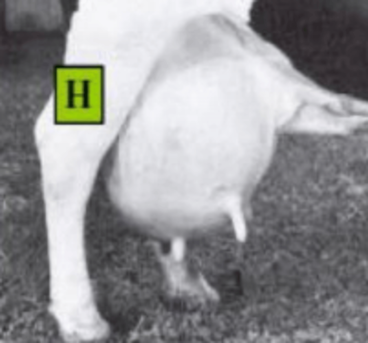 <p>welke uier</p>