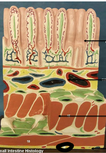 <p>what is this layer</p>